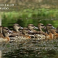 11 Spotted Whistling Ducks appeared in Centenary Freshwater Lakes<br />Canon EOS 7D + EF300 F2.8L III + EF1.4xII 11 Spotted Whistling Ducks appeared in Centenary Freshwater Lakes<br />Canon EOS 7D + EF300 F2.8L III + EF1.4xII
